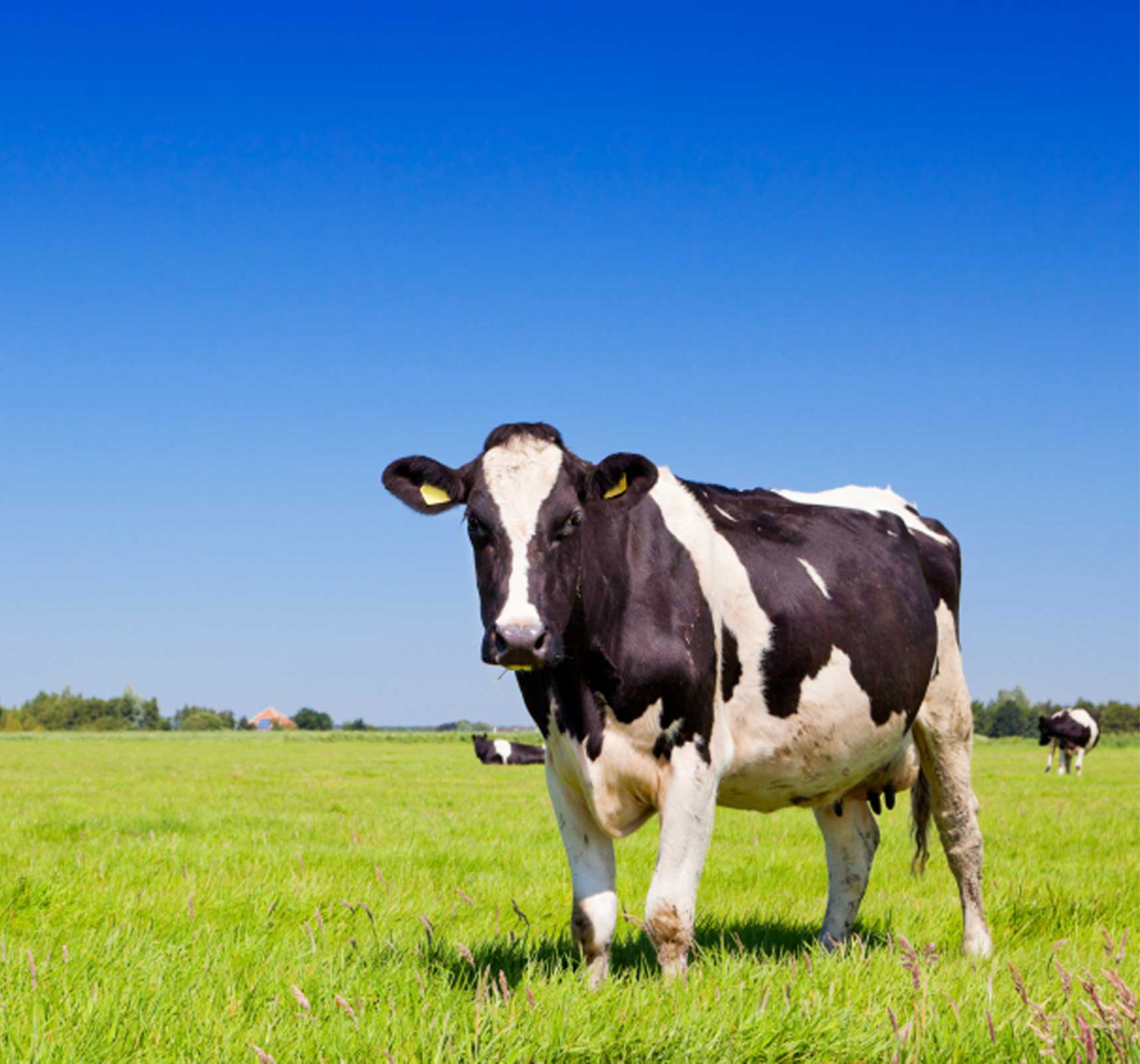 Maestría en gestión de la producción animal sostenible